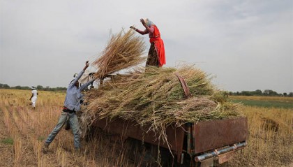 英媒：中国采购量破纪录，推动印度油菜籽种植面积创历史新高
