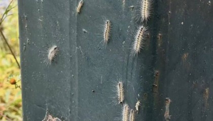 走树下都往身上掉，“北京毛毛虫”冲上热搜！华北一年可繁殖2-3代，北京市园林局回应