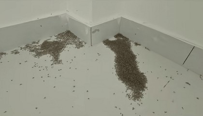 极端高温致河南室内大量蚊子被热死