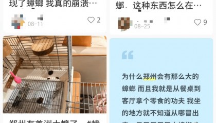 河南多地惊现南方会飞大蟑螂，网友纷纷晒图：这玩意儿到底咋来的？