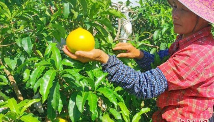 广东台山黄晶果上市 “果中燕窝”主销高端商超