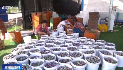 7月农村电商消费红火 物流业务量加速回升