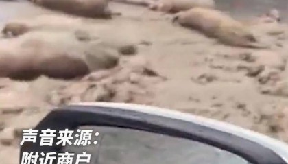 运输中掉落大量死猪，涉事司机被警方控制