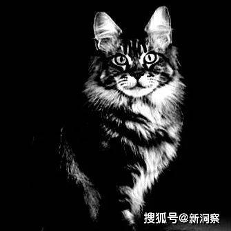 王思聪的瓜中瓜！