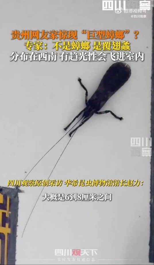 有人家中出现“巨型蟑螂”？网友：房子给它了
