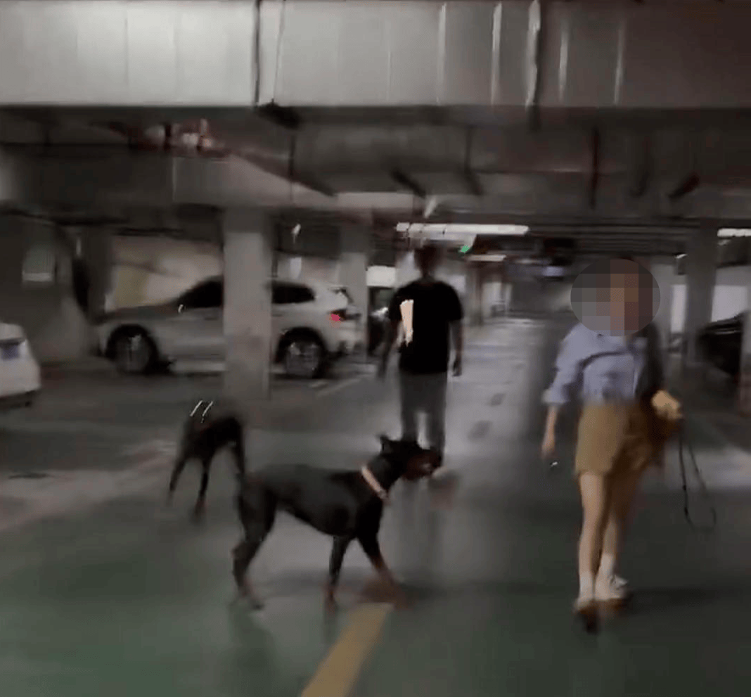 小区车库俩杜宾犬没拴绳引争吵：路人要打死，狗主人反呛咬你了吗