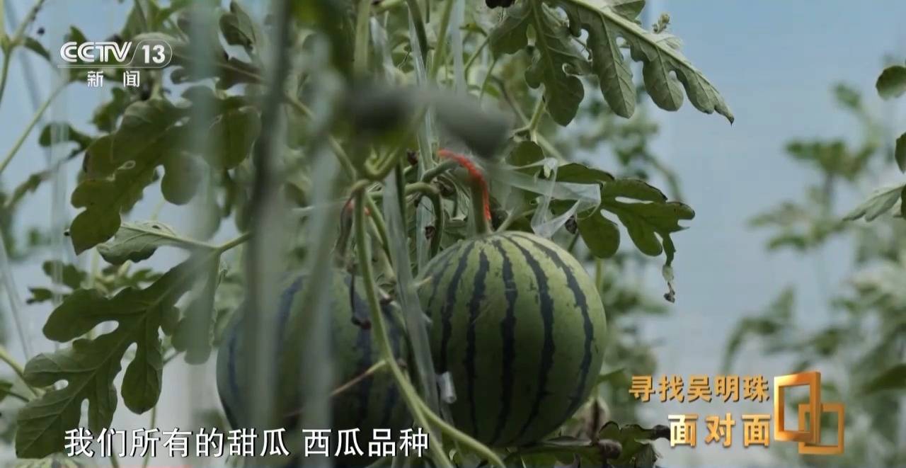 面对面丨中国人的吃瓜自由要感谢她!吴明珠说她的一生就是结几个好瓜献给人民