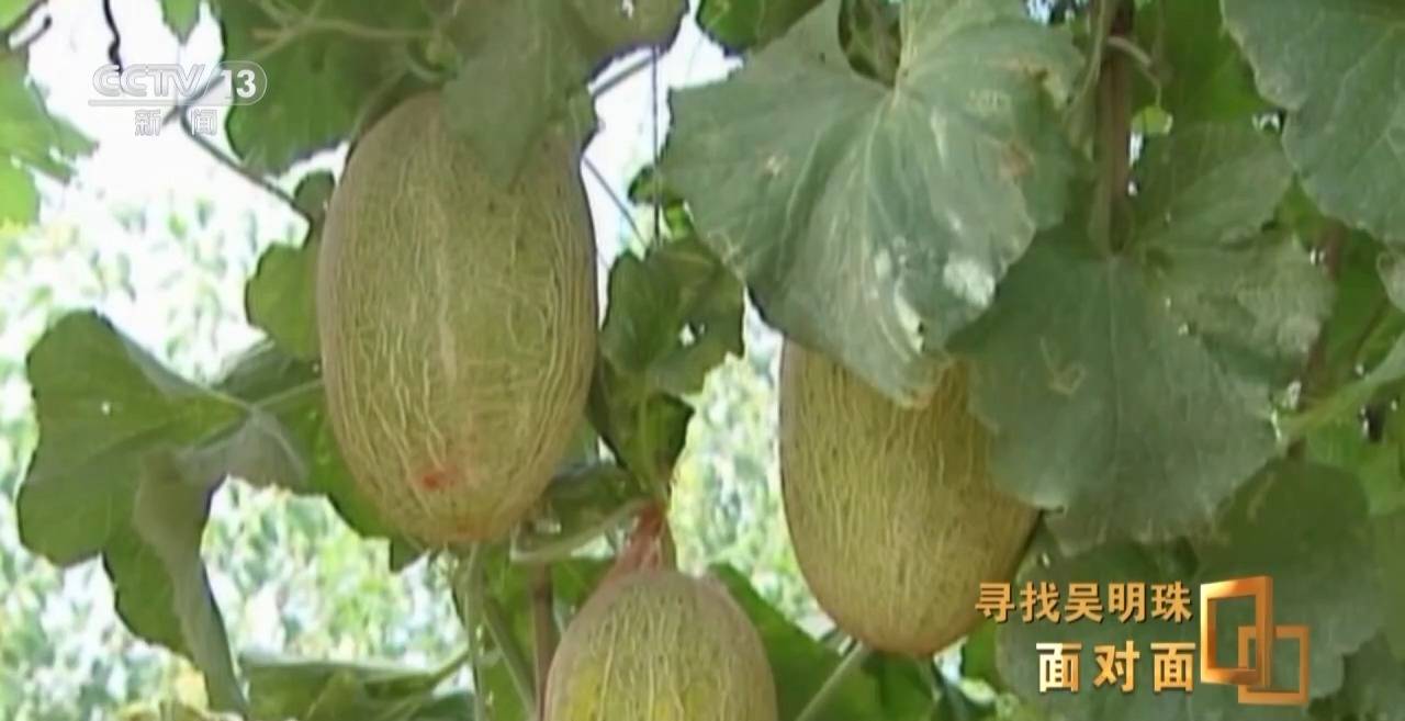 面对面丨中国人的吃瓜自由要感谢她!吴明珠说她的一生就是结几个好瓜献给人民