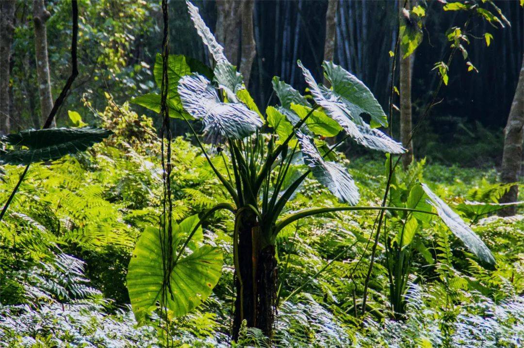 【家常话健康】这4种常见植物有毒！别吃！家里有娃的，尤其要注意→