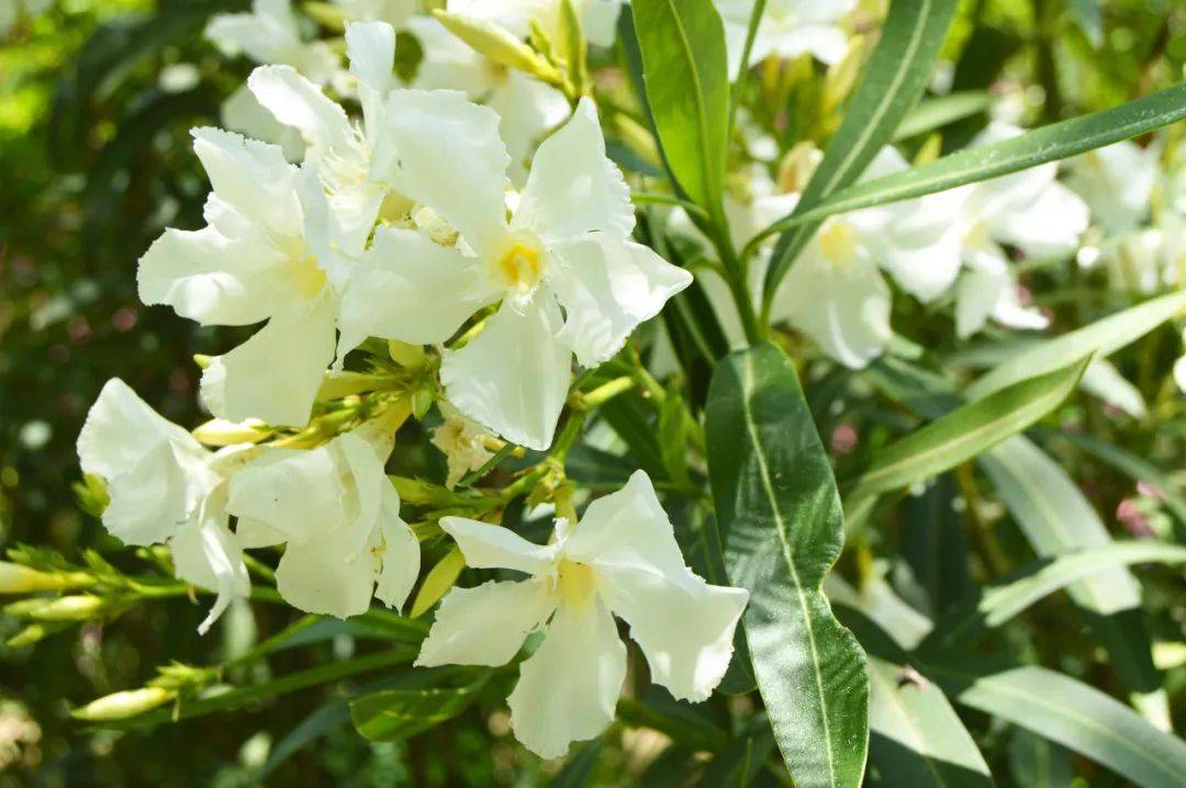 【家常话健康】这4种常见植物有毒！别吃！家里有娃的，尤其要注意→