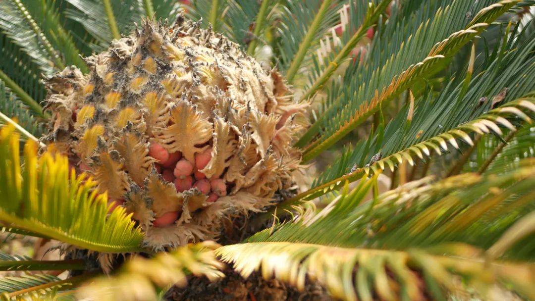 【家常话健康】这4种常见植物有毒！别吃！家里有娃的，尤其要注意→