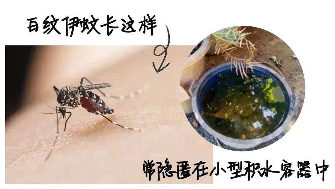 全球“最毒”的蚊子为何批量北上？专家揭示白纹伊蚊北迁祸因及防蚊绝招