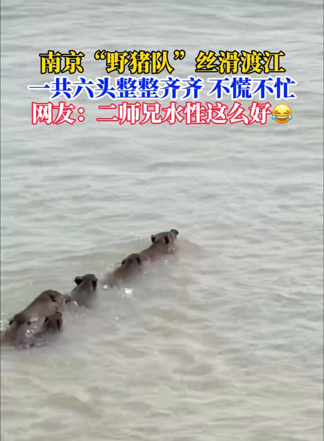 南京六头野猪组队渡长江，网友：天蓬元帅天上管水军的