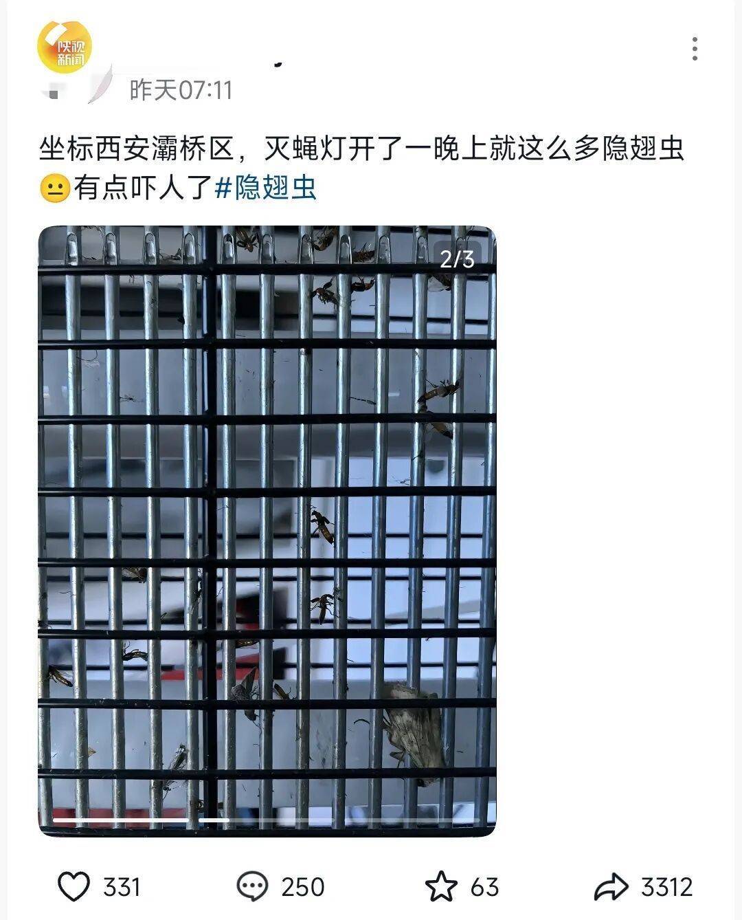西安多区发现隐翅虫？千万别拍！毒液堪比硫酸