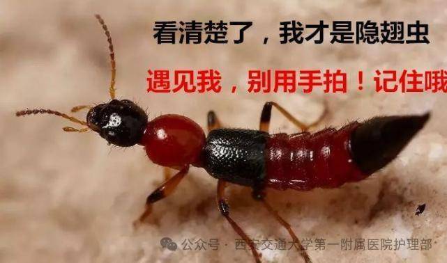 西安多区发现隐翅虫？千万别拍！毒液堪比硫酸