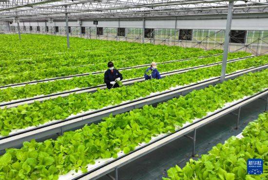 “植物工厂”里看丰收智慧