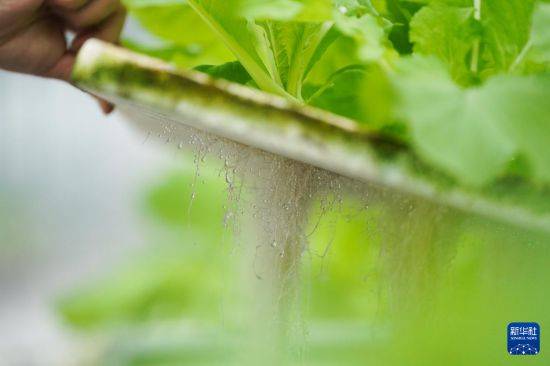 “植物工厂”里看丰收智慧