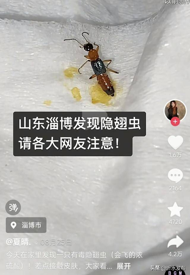 山东多地现这种虫子，千万别拍！