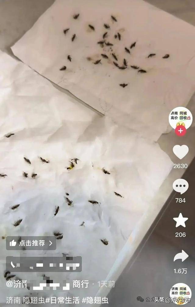 山东多地现这种虫子，千万别拍！