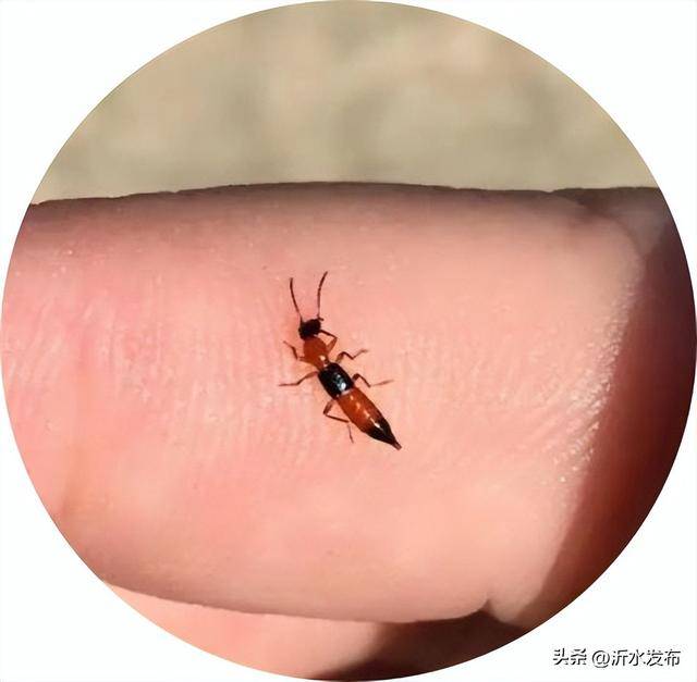 山东多地现这种虫子，千万别拍！