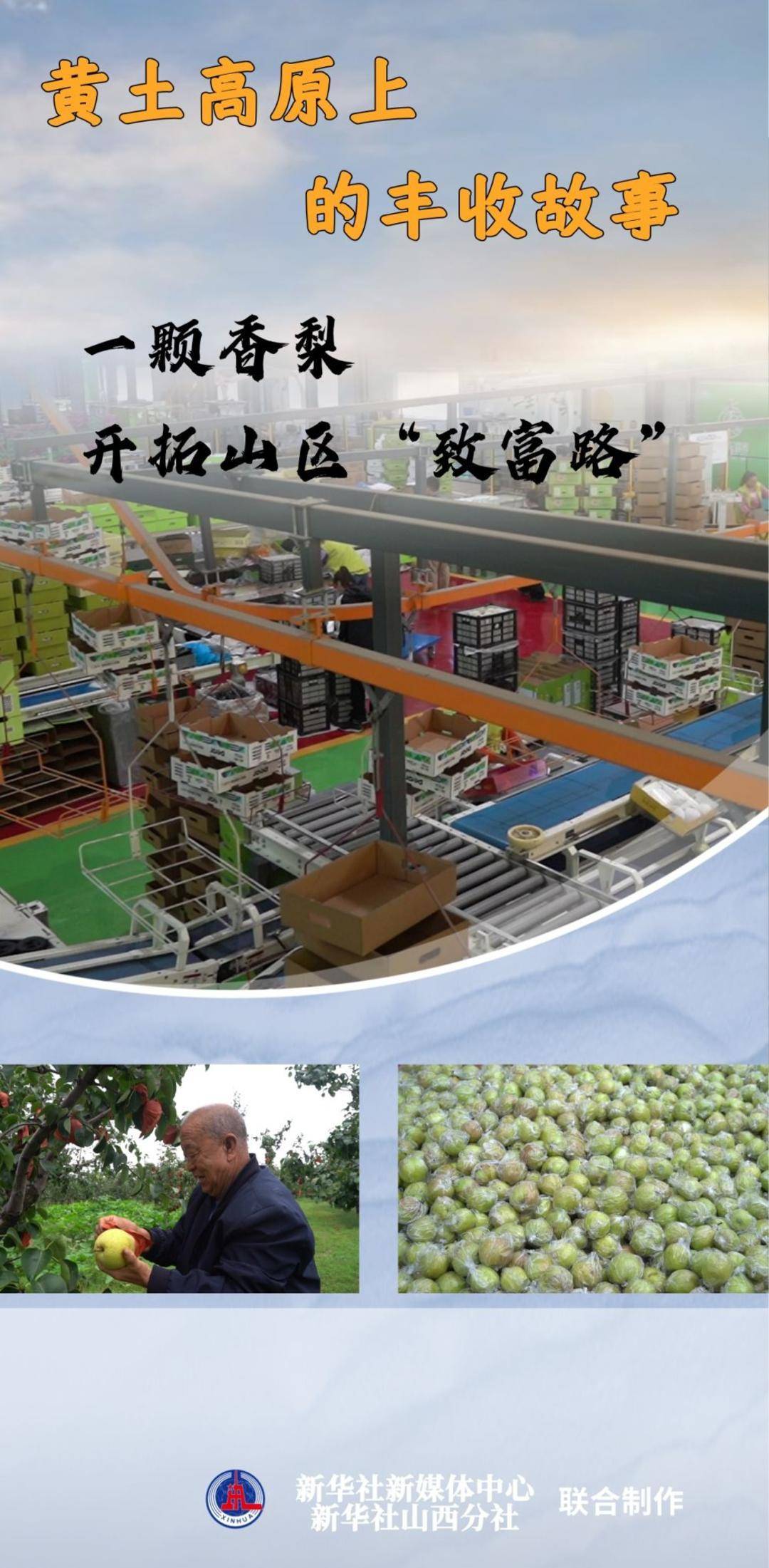 黄土高原上的丰收故事：一颗香梨，开拓山区“致富路”