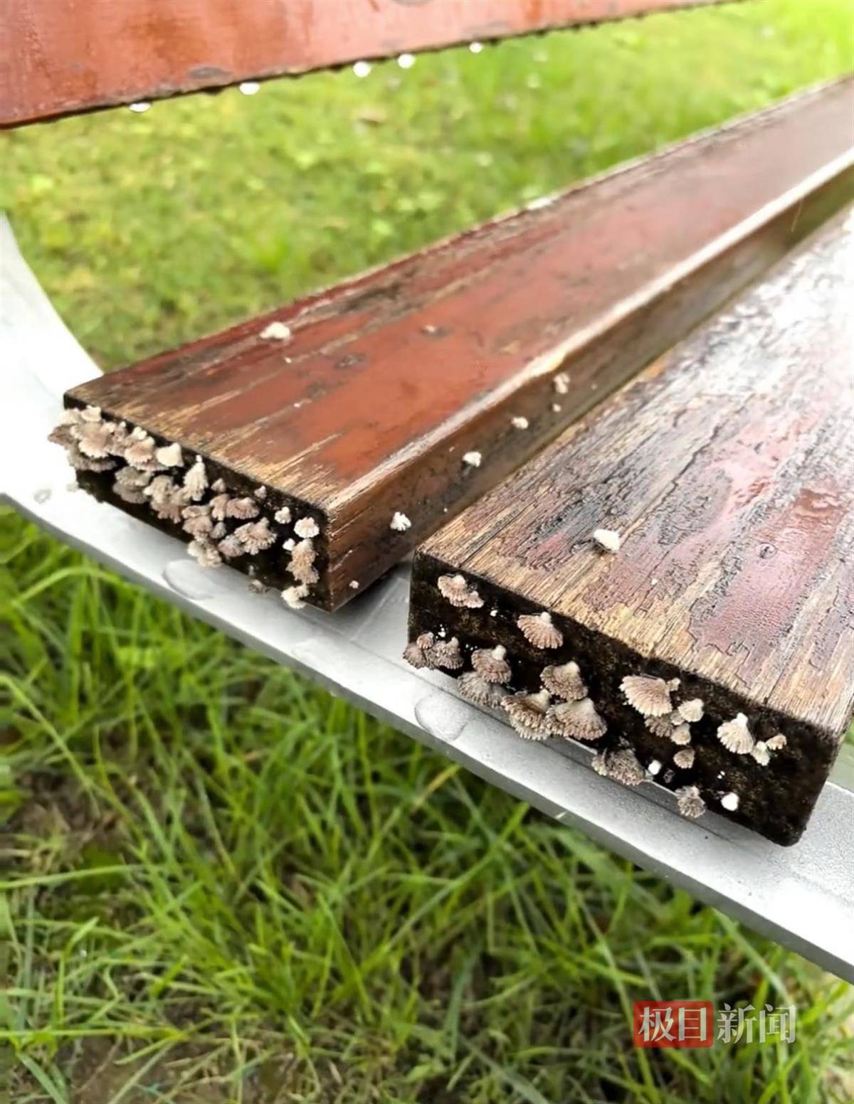 西安连续一个多月降雨遍地长蘑菇，大雁塔受潮，城墙布满青苔，气象局解释成因