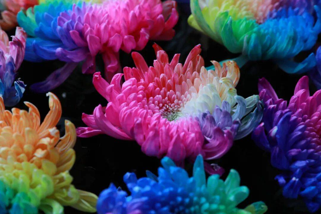 一朵花 一座城