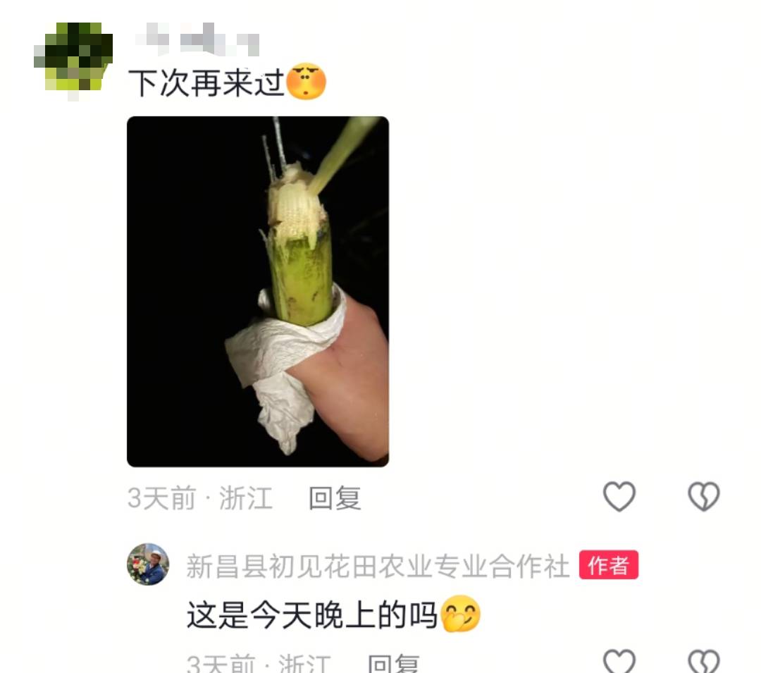 浙江一“可偷甘蔗地”成打卡点，上百网友深夜体验，80后“地主”：已收偷款6千元