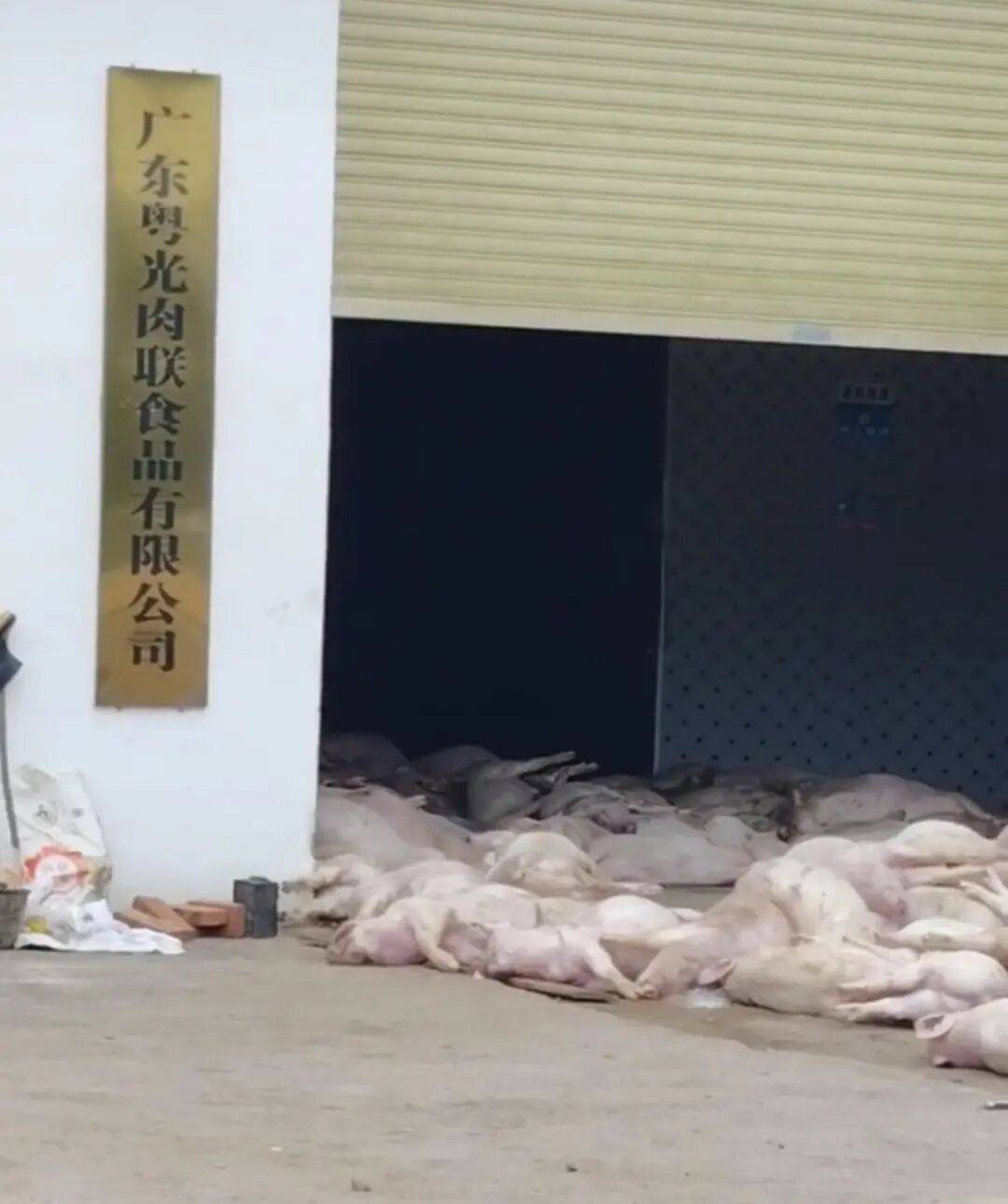 广东一肉联公司门口堆满死猪，官方：7人被控制