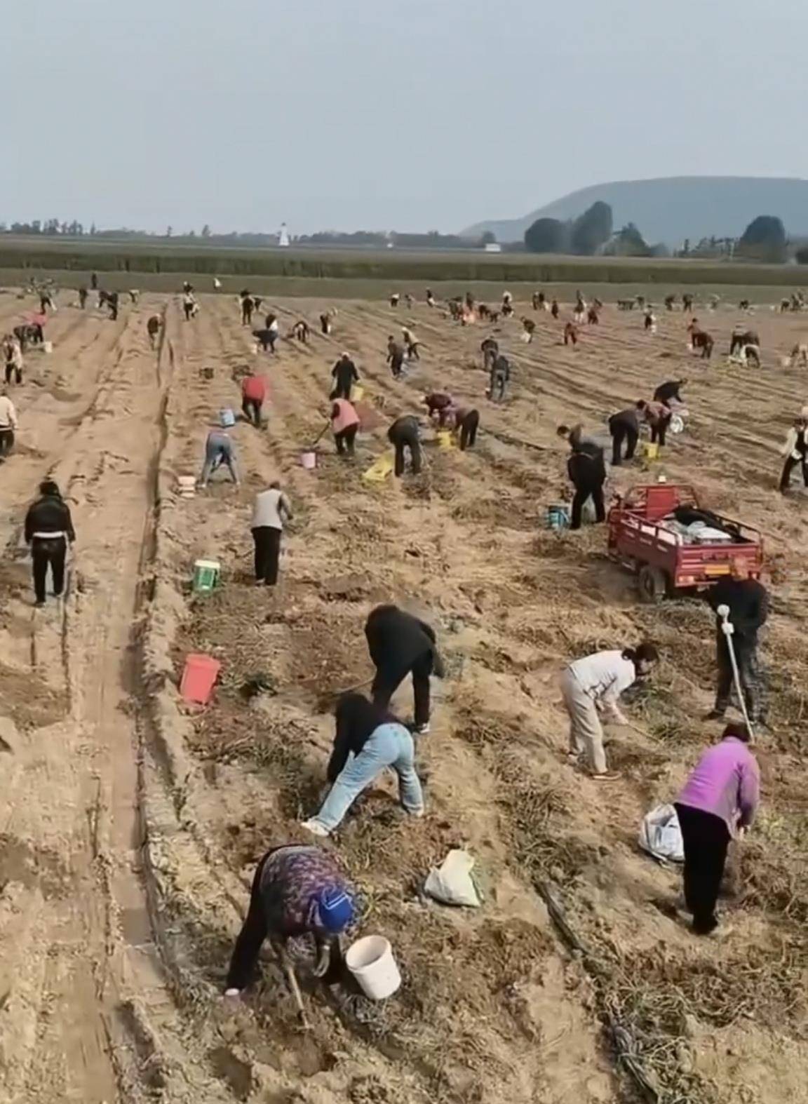 数百人冲进地里捡红薯，田主称是秋收剩下的，网友：免费翻地，利人利己