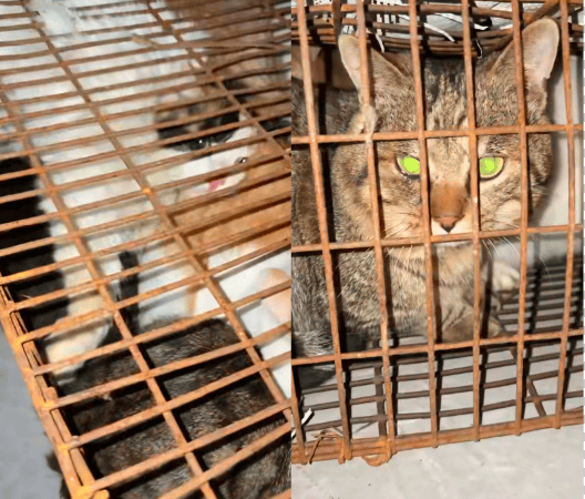 成都一空置房被曝上百只猫被关在铁笼，官方通报：未发现虐猫行为，被困小猫已安全转移，涉事人员被公安机关带走调查