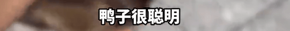 养了四年的宠物鸭被汽车碾死，老太太当街包鸭痛哭，目击者：她老伴重病，鸭子是用来祈福的