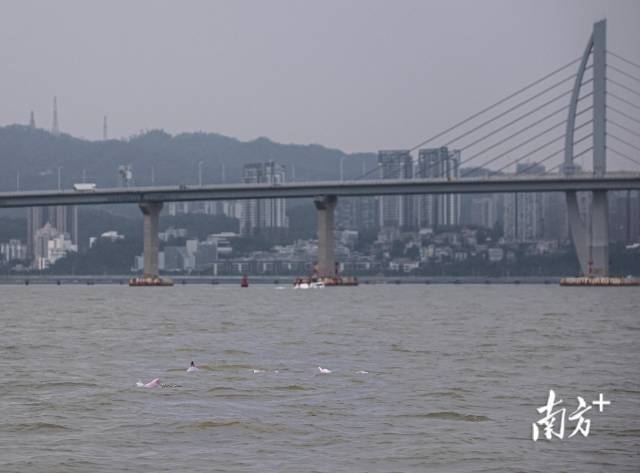 “喜洋洋”“乐融融”本尊现身！中华白海豚畅游港珠澳大桥为十五运会助阵