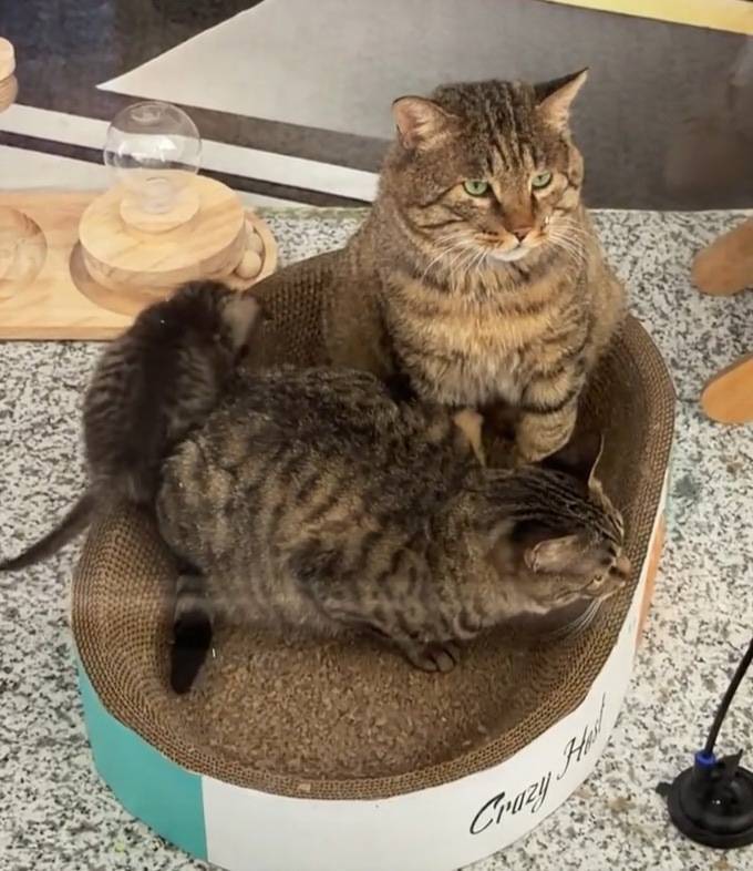 兰州机场“捕鼠办”走红 官方回应：流浪猫为一家三口，享专人照顾待遇