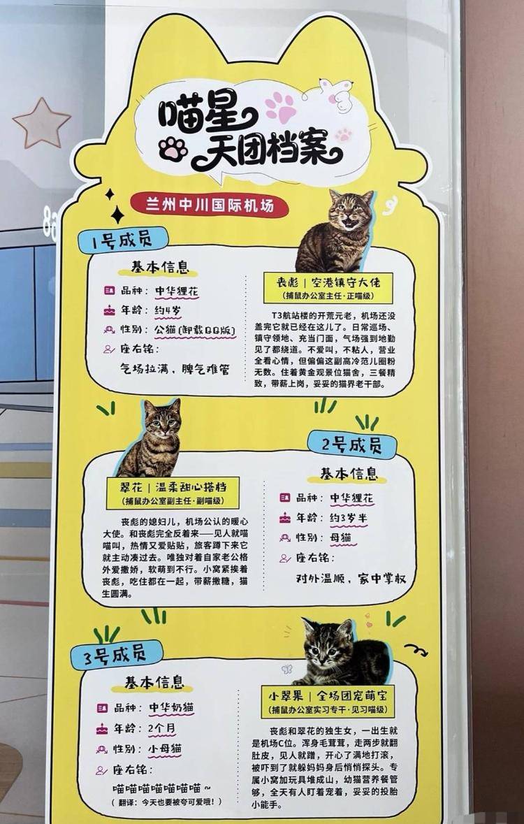 兰州机场“捕鼠办”走红 官方回应：流浪猫为一家三口，享专人照顾待遇
