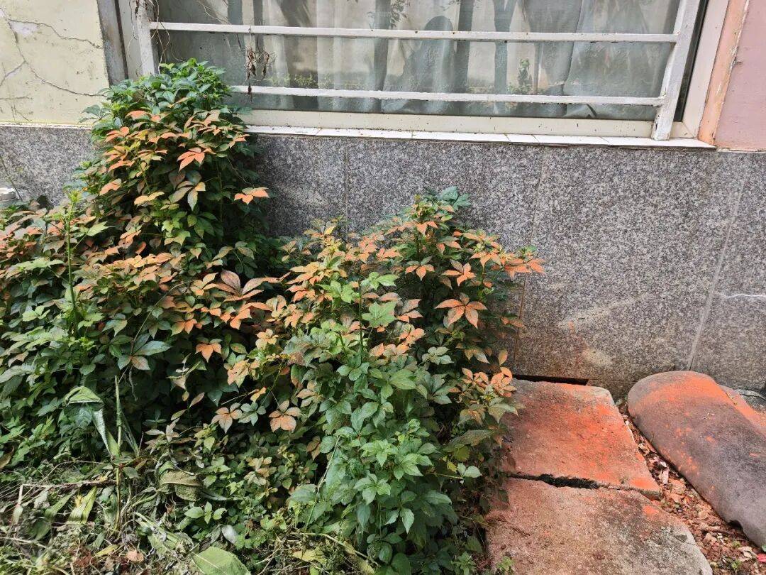 一睁眼天塌了!昆明一小区住户家中连续两天闯入剧毒银环蛇,“全家吓得不敢关灯睡觉”