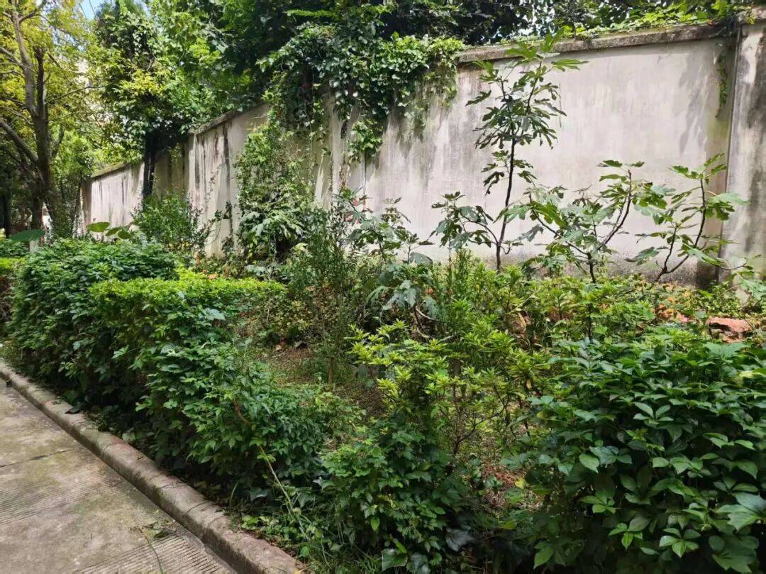 一睁眼天塌了!昆明一小区住户家中连续两天闯入剧毒银环蛇,“全家吓得不敢关灯睡觉”